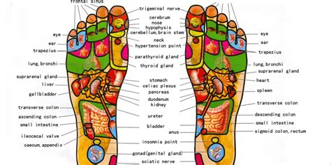 foot reflexology near me|traditional chinese reflexology near me.